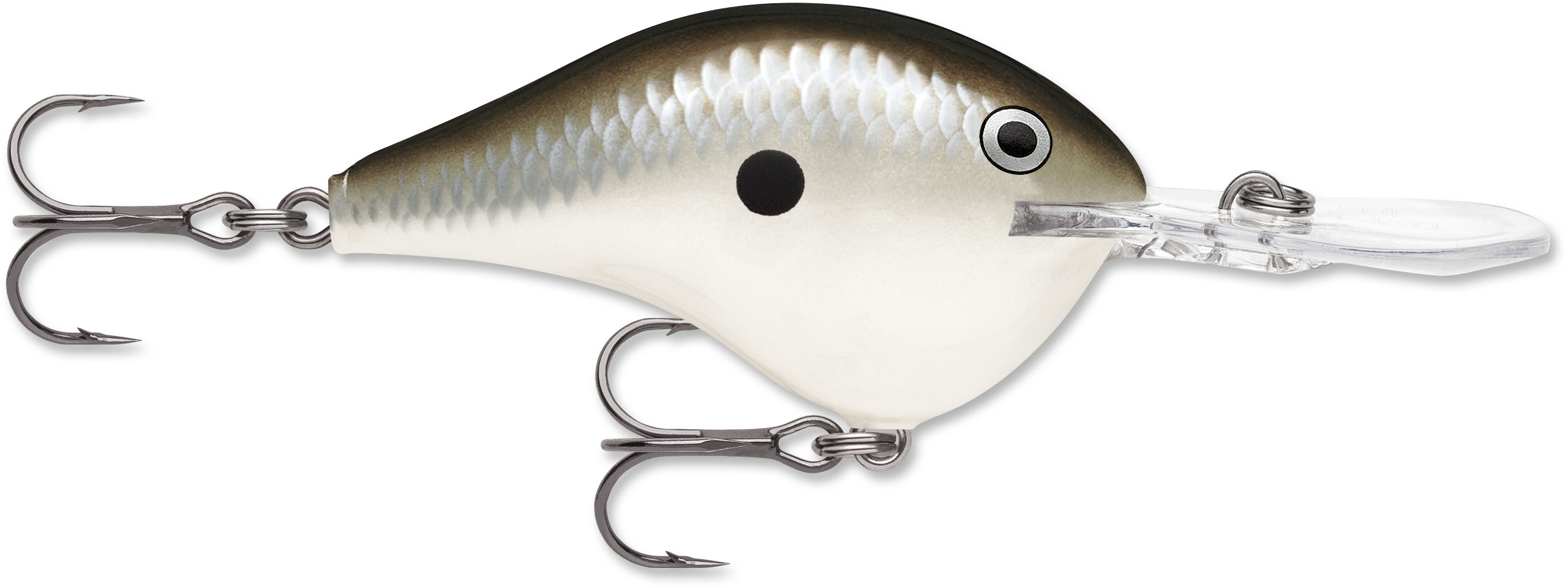 Pearl Grey Shiner (PGS)
