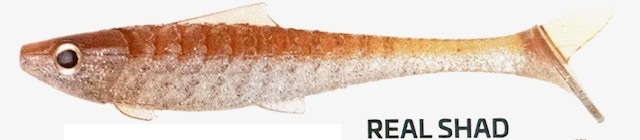 Real Shad