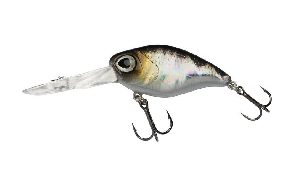 Baitfish