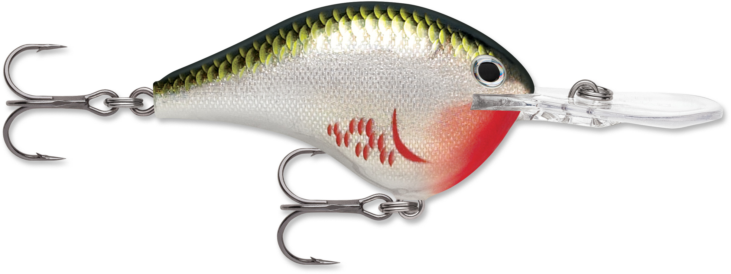 Bleeding Olive Shiner (BOS)