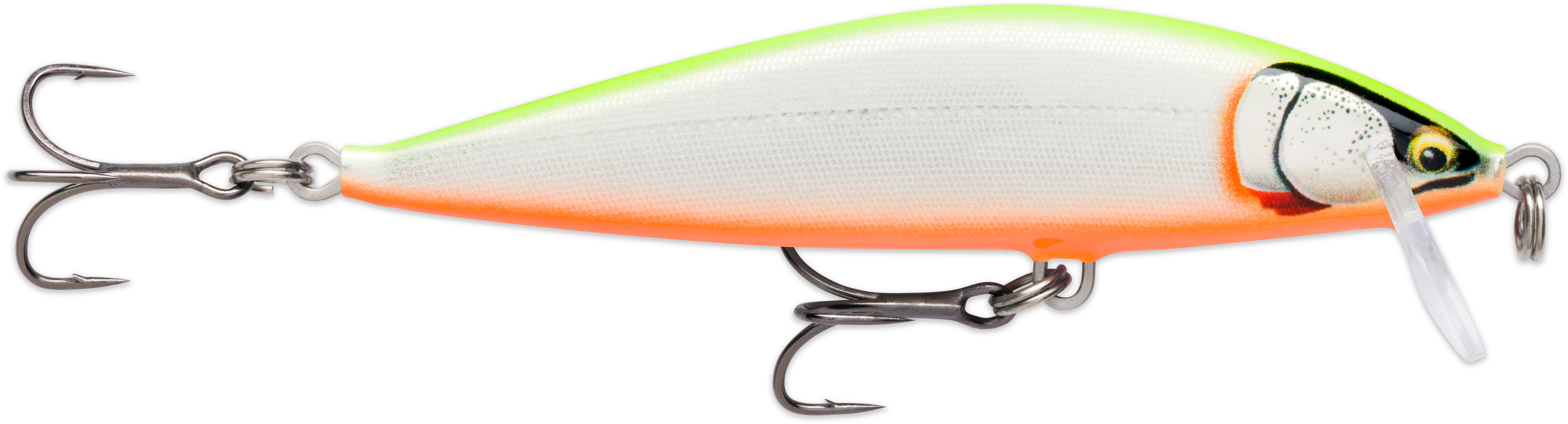 Gilded Chartreuse Orange Belly (GDCO)