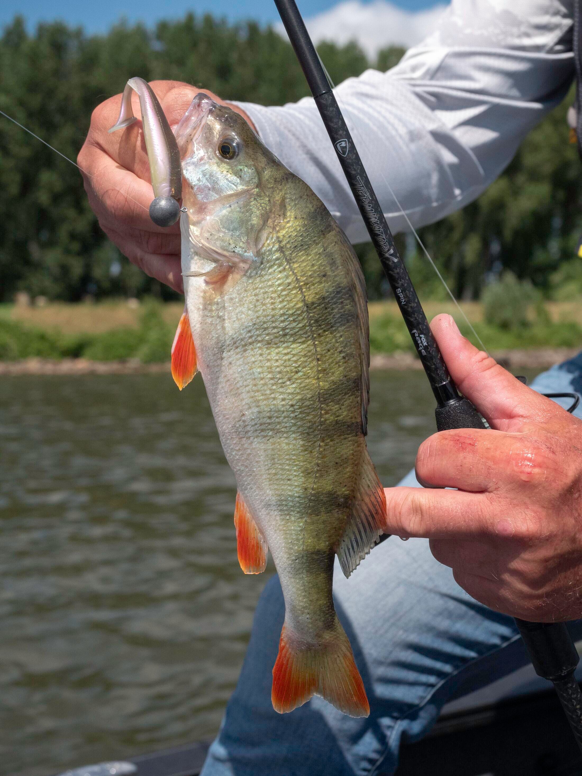 Fox Rage Terminator X Power Finesse L: 2,30 m # 6 - 25 g