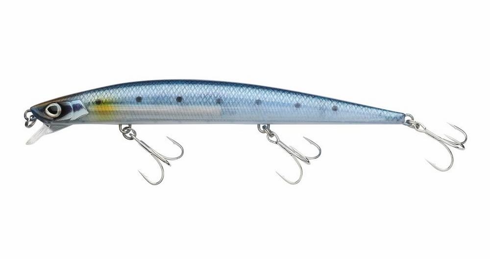 Sardine