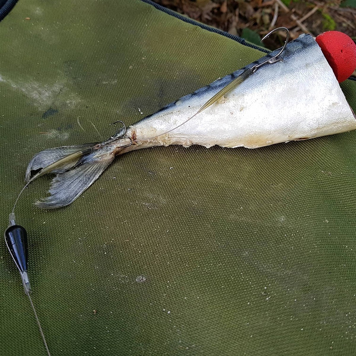 Zebco DB Series Deadbait Pop Up KIt